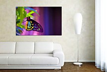 Obraz Farebný motýľ zs24731