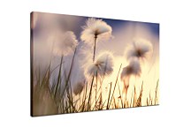 Obraz Flowers zs24789