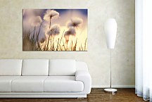 Obraz Flowers zs24789