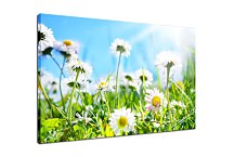 Obraz Flowers zs24839