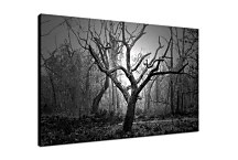 Obraz Fotografia Kmeň Stromu zs24700