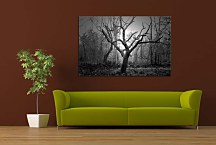 Obraz Fotografia Kmeň Stromu zs24700