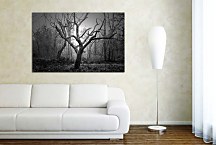 Obraz Fotografia Kmeň Stromu zs24700