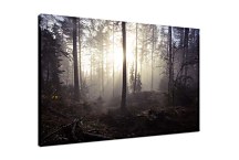 Obraz Hmla v lese  zs29099