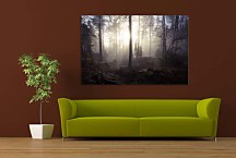 Obraz Hmla v lese  zs29099