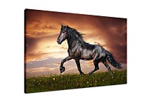 Obraz Kôň Mustang 29214