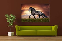Obraz Kôň Mustang 29214