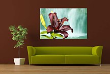 Obraz ľalia zs24717