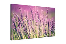 Obraz Lavender zs24769
