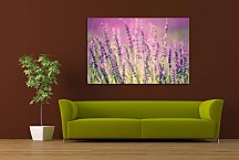 Obraz Lavender zs24769
