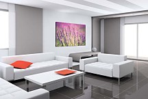 Obraz Lavender zs24769