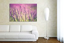 Obraz Lavender zs24769