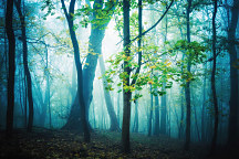 obraz lesná hmla