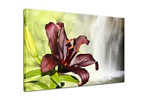 Obraz Lily zs24719