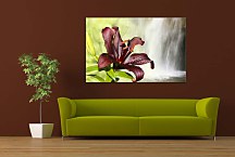 Obraz Lily zs24719