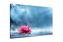 Obraz Lotosový kvet zs24894