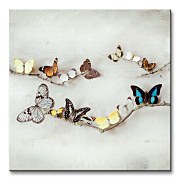 Array Of Butterflies - Obraz WDC95184