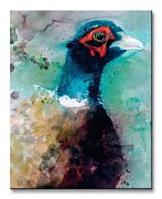 Male Pheasant - Obraz WDC94271