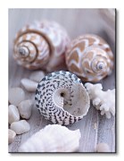 Mušle a kamienky - Obraz WDC44725