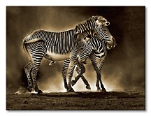 Zebra Grevys - Obraz WDC40392