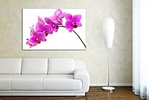 Obraz Orchidea na bielom pozadí zs24784