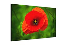 Obraz Red Poppy zs24844