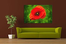 Obraz Red Poppy zs24844