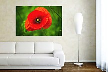 Obraz Red Poppy zs24844