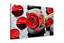 Obraz Red rose zs24793