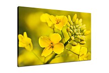 Obraz žltý kvet zs24834