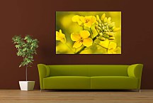Obraz žltý kvet zs24834