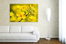 Obraz žltý kvet zs24834