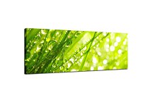 Obrazy Panoráma Kvety zs18606