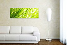 Obrazy Panoráma Kvety zs18606