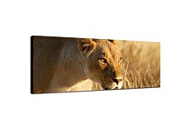 Panoráma Obraz Levica zs3171