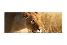 Panoráma Obraz Levica zs3171