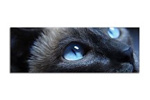 Panoráma Obraz Mačka zs3169