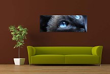 Panoráma Obraz Mačka zs3169