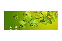 Orchidea Obraz zs18638