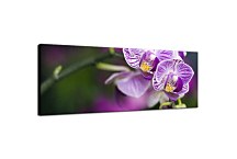 Kvety Obrazy Panoráma zs18590