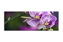 Kvety Obrazy Panoráma zs18590