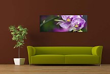 Kvety Obrazy Panoráma zs18590