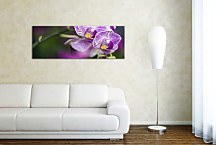 Kvety Obrazy Panoráma zs18590