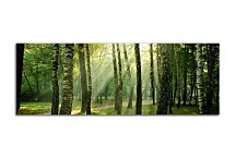 Obraz Les zs180