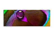 Obraz Panoráma Pávie oko zs18522