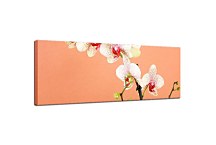 Orchidey Obrazy zs18516