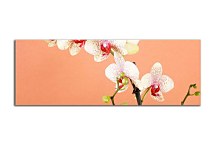 Orchidey Obrazy zs18516
