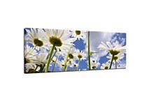 Obraz Panoráma Kvety zs88