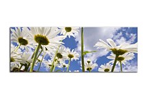 Obraz Panoráma Kvety zs88