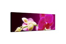 Obraz Orchidea zs18605